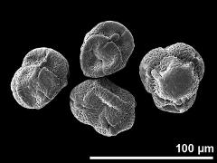 dry tetrads