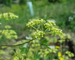 inflorescence(s)