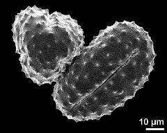 dry pollen grains