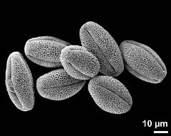 dry pollen grains