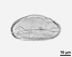 pollen grain after acetolysis