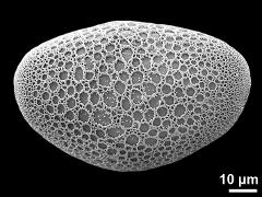 polar proximal view