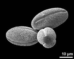 dry pollen grains