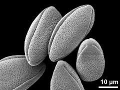 dry pollen grains