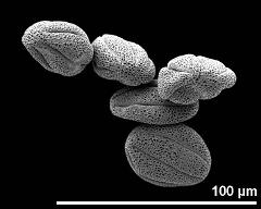 dry pollen grains