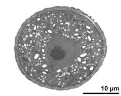 cross section of pollen grain