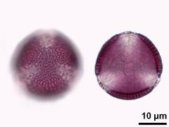 hydrated pollen,polar view