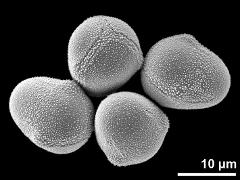 hydrated pollen grains