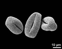 dry pollen grains