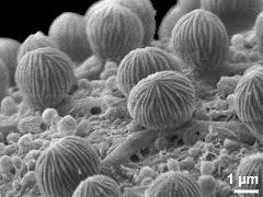 exine surface