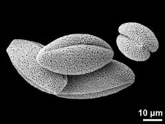 dry pollen grains