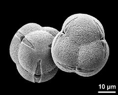 hydrated tetrads