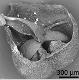 dry pollen