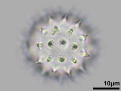 hydrated pollen,equatorial view