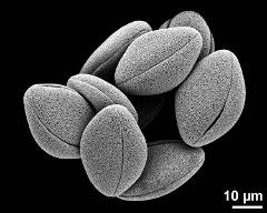 dry pollen grains