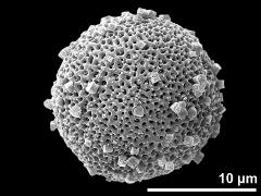 hydrated pollen grain