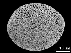 hydrated pollen grain