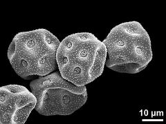 dry pollen grains