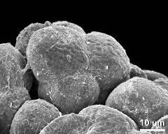 hydrated tetrads (in massula)