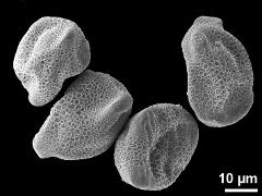 dry pollen