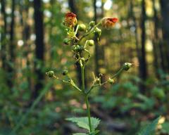 inflorescence(s)