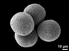 hydrated pollen