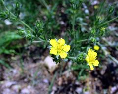 flowers of Potentilla inclinata