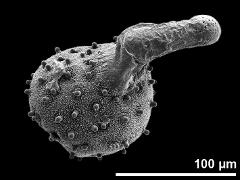 germinating pollen grain