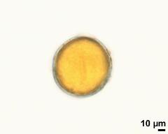 pollen grain with pollenkitt