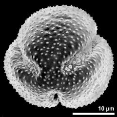 polar view of dry pollen grain