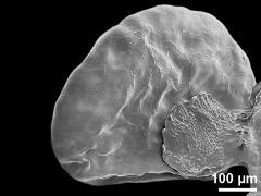 pollinium