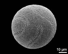 hydrated pollen grain