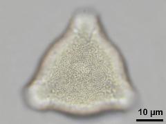 hydrated pollen,polar view