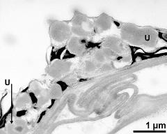 tapetum cells with Ubisch bodies (U)