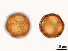 acetolyzed pollen