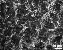 exine surface of dry tetrads