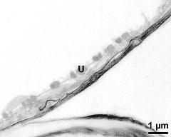 tapetum cells with Ubisch bodies (U)