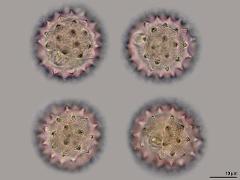 hydrated pollen