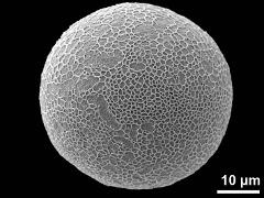 hydrated pollen
