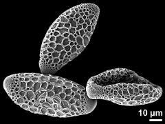 dry pollen grains