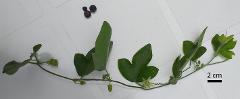 habitus,flower(s)