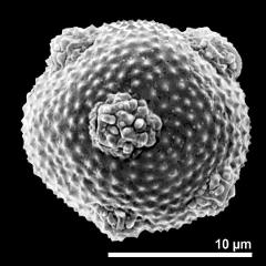 hydrated pollen grain