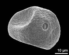 polar view (dry pollen grain)