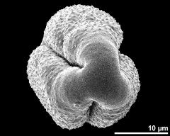 polar view (dry pollen grain)