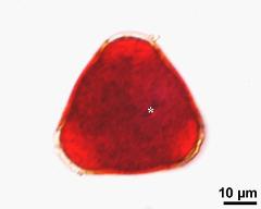 pollen grain with generative cell (asterisk)