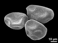 dry pollen grains