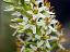 flowers of Eremurus triodanthus