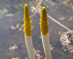 inflorescences of Orontium aquaticum