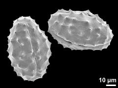 dry pollen grains