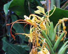 flowers of Hedychium gardnerianum